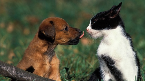 Chats, chiens, lapins, etc. | Nos animaux sont-ils bons pour notre santé? «Les effets sont contrastés»