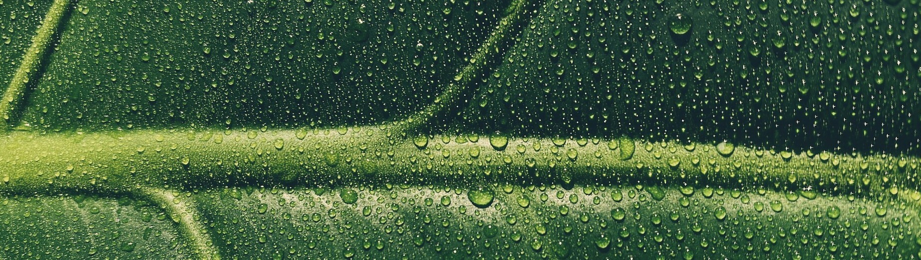 Wet Temperate Rainforest Vitality Leaf