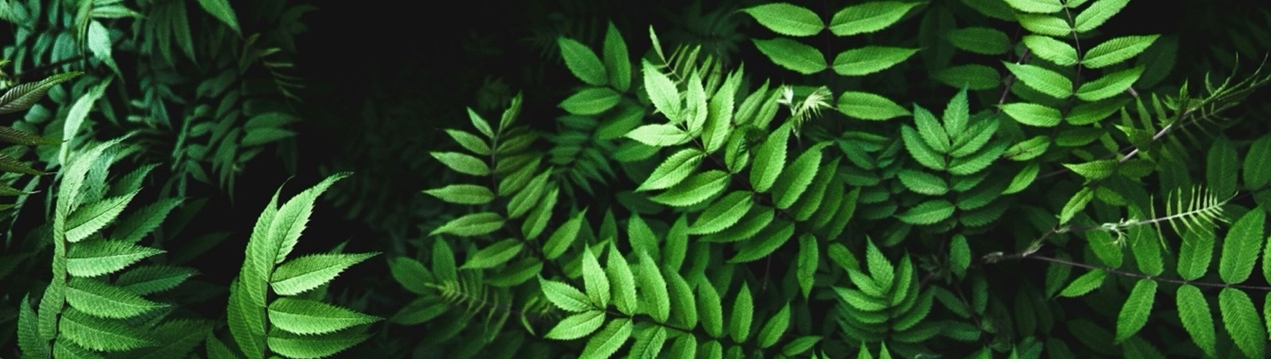 North Vancouver Temperate Rainforest Plants