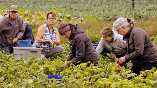 Les banques alimentaires se mettent à l’agriculture