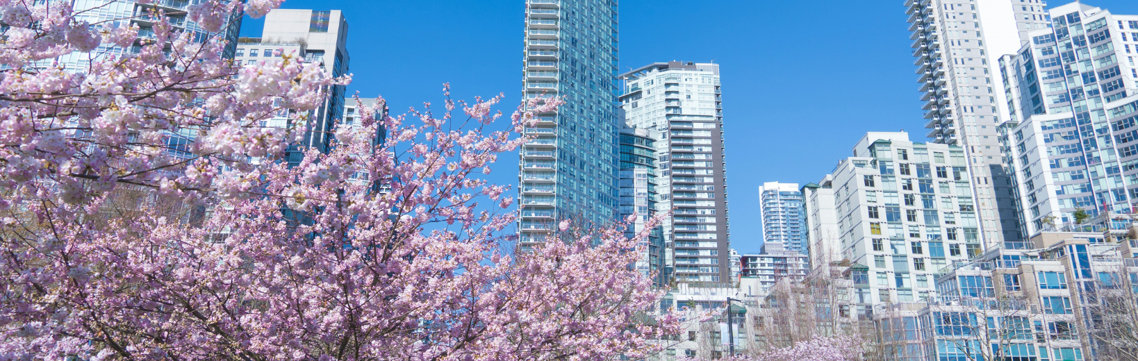 Spring Cherry Blossoms in Vancouver, BC