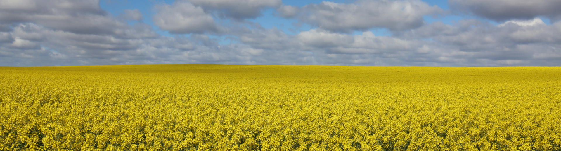 Hello Pls note that while this banner is approved our design team noticed that the banner you currently have on your home page does not align with Sun Life rules. To display this banner you must blur out the Telus and Scotiabank logs. We thank you for your prompt attention to this matter 