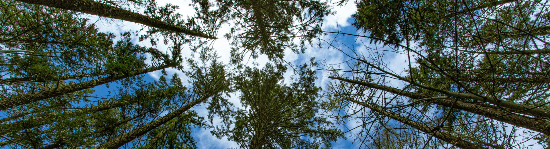 Nadir view of conifer-tree canopies, showing the contrasting blue skies. 
