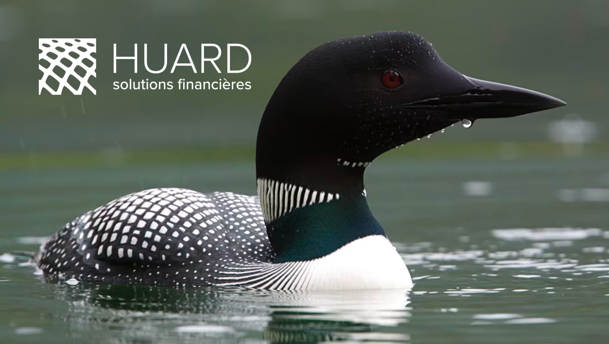 Huard, oiseau emblématique qui figure sur la pièce de un dollar canadien