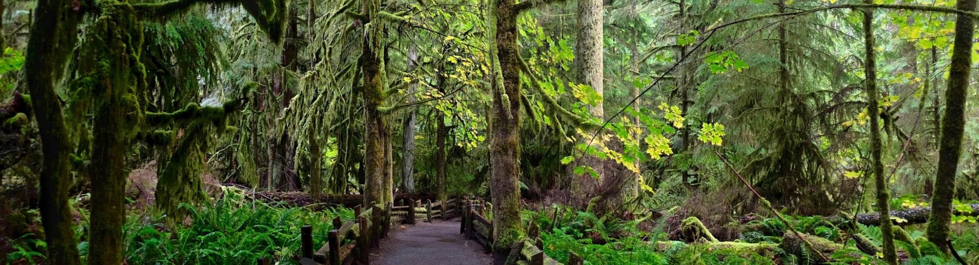 Cathedral Grove - Nanaimo, BC