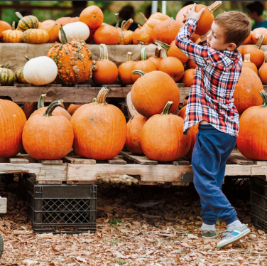 Pumpkins, Play & Purpose image
