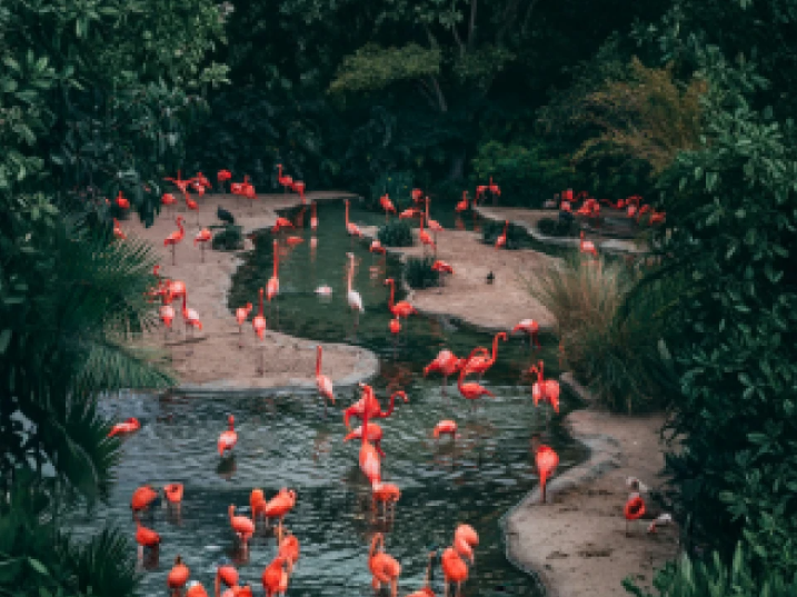 Thrivent Day at the Central Florida Zoo | Orlando, FL image