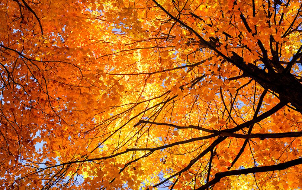 Janesville Fall Community Day image