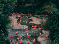 Thrivent Day at ZooTampa | Tampa, FL image