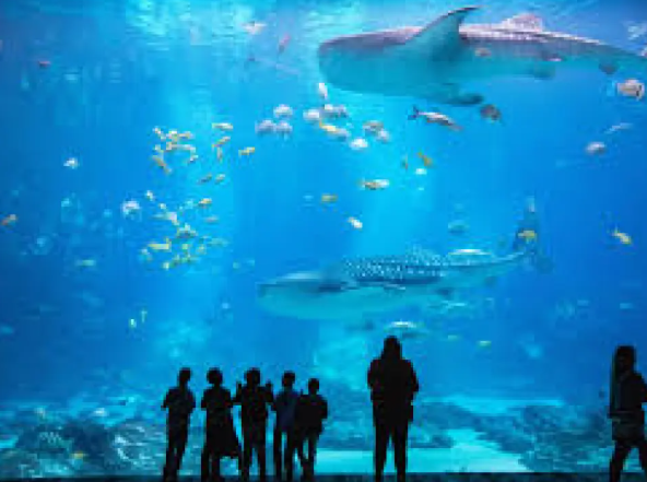 Thrivent Night at the Aquarium | Charleston, SC image