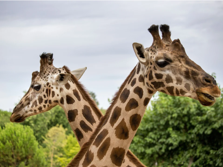Thrivent Day at Riverbanks Zoo | Columbia, SC image