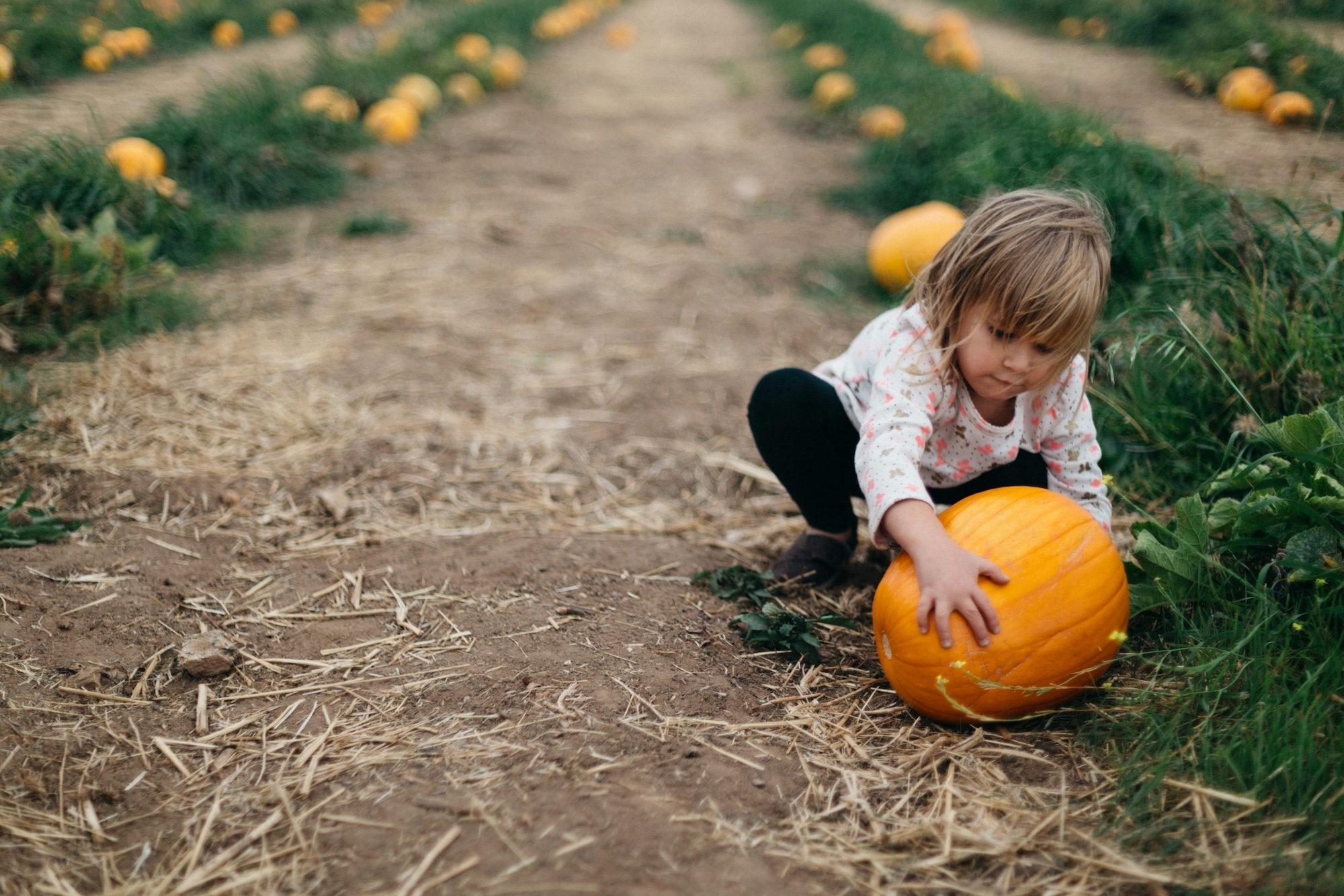 Pumpkins, Play & Purpose - Bloomington-Normal, IL image
