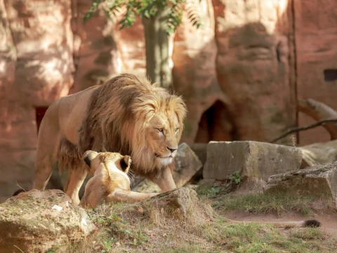 Thrivent's Power of Membership at Zoo Atlanta | Atlanta, GA image