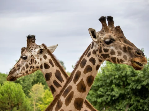 Thrivent Day at Riverbanks Zoo | Columbia, SC image