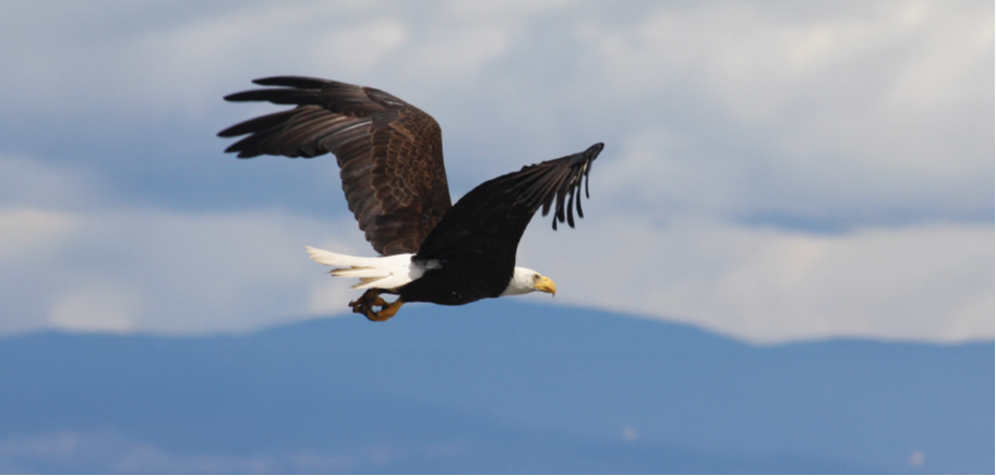 Who We Are Card Image